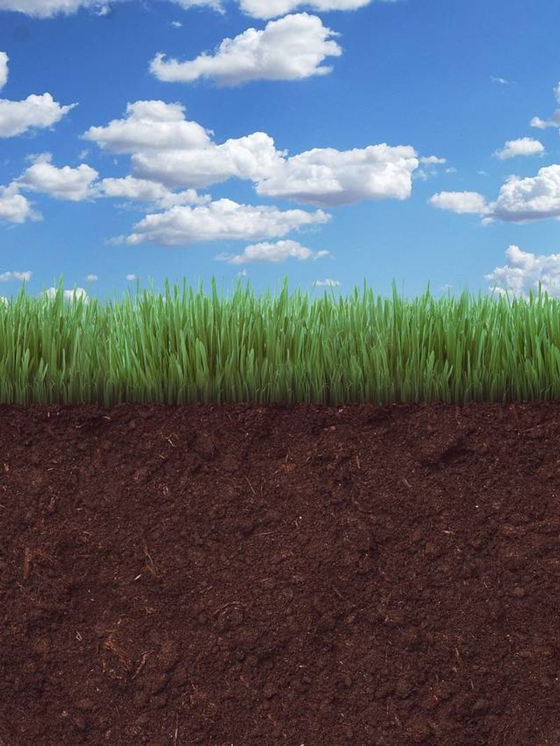 soil day