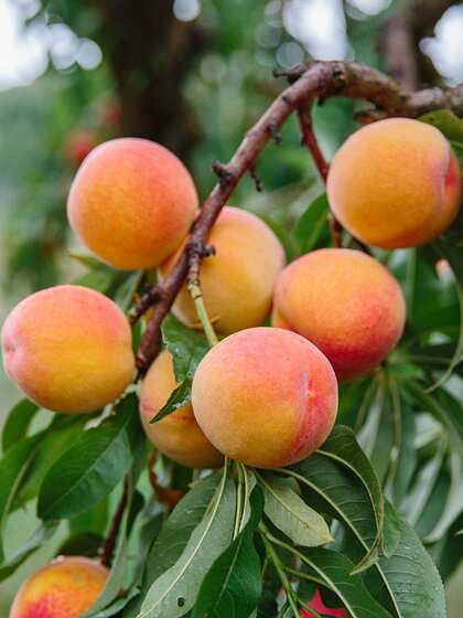 Stone fruits