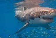 Sharks off Brazil's Coast Test Positive for Cocaine, Study Finds NTI