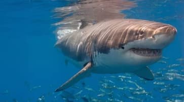 Sharks off Brazil's Coast Test Positive for Cocaine, Study Finds NTI