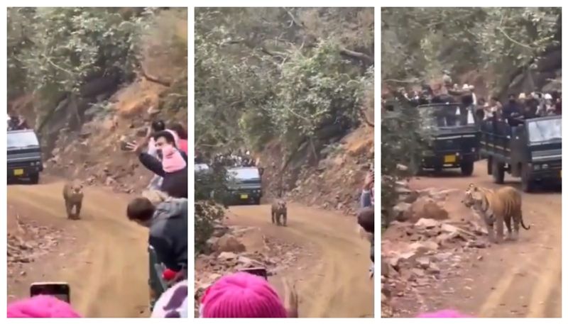 Video of tourists disturbing tiger in forest goes viral bkg 