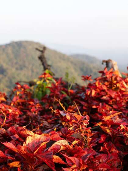 Coorg