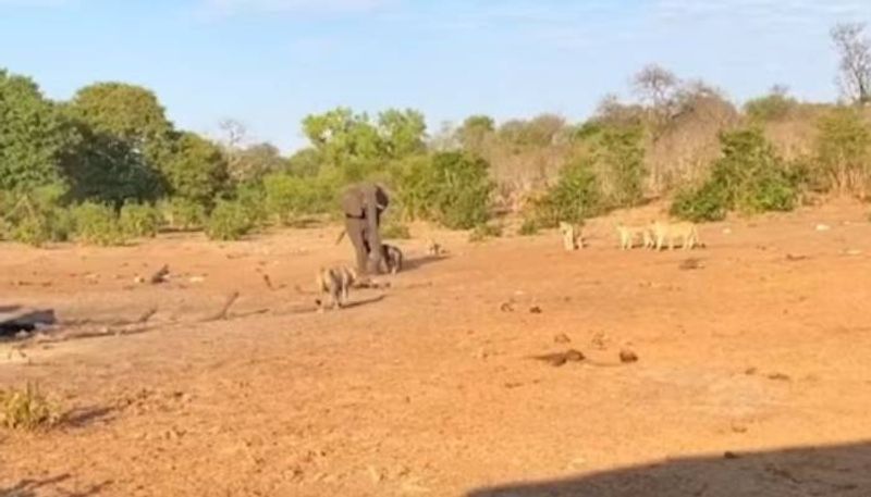 mother elephant and two calves lion attack viral video rlp