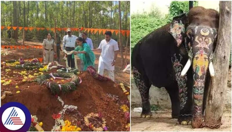 Mysuru Yaduveer Krishnadatta Wadiyar couple worshipping to Ambari elephant Arjuna tomb sat