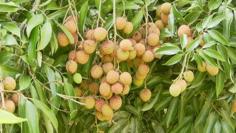 Heaps of fruits in the farm of Central Horticultural Research Institute at Chettalli in Kodagu gvd