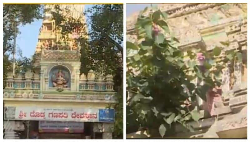 Kadalekayi parishe in basavanagudi of bengaluru nbn