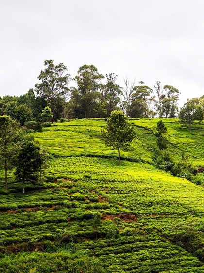 Tea Gardens