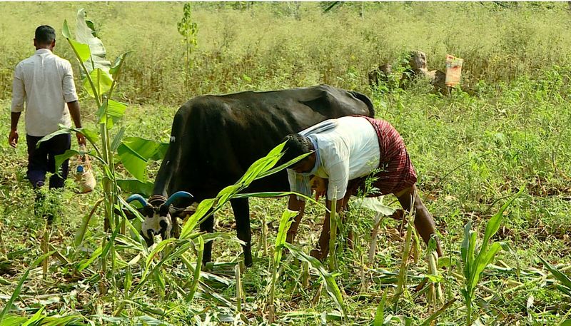 PM KISAN: PM Modi to release 17th installment today; How to check beneficiary status, other details? gcw