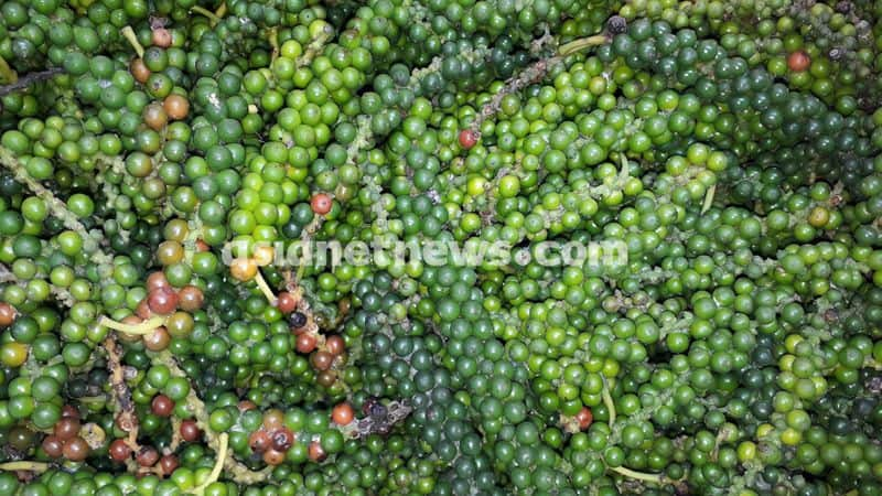 Farmers step up vigil to protect crops from theft in Wayanad vkv