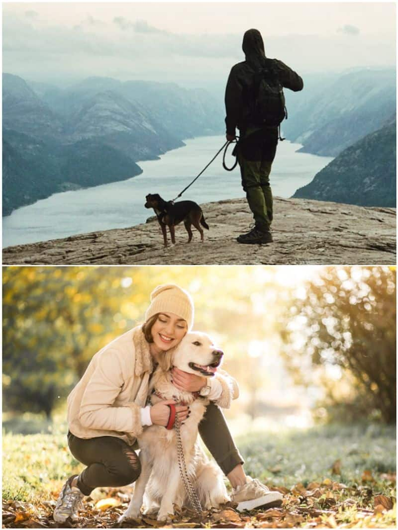 7 tips for epic hiking adventures with your dogs SHG