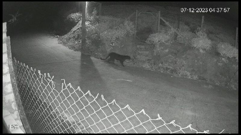 CCTV visuals show the movement of a black leopard in Aravenu near Kotagiri of Nilgiris District vel