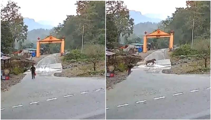 tiger passing through a road where a man walking alone the video going viral