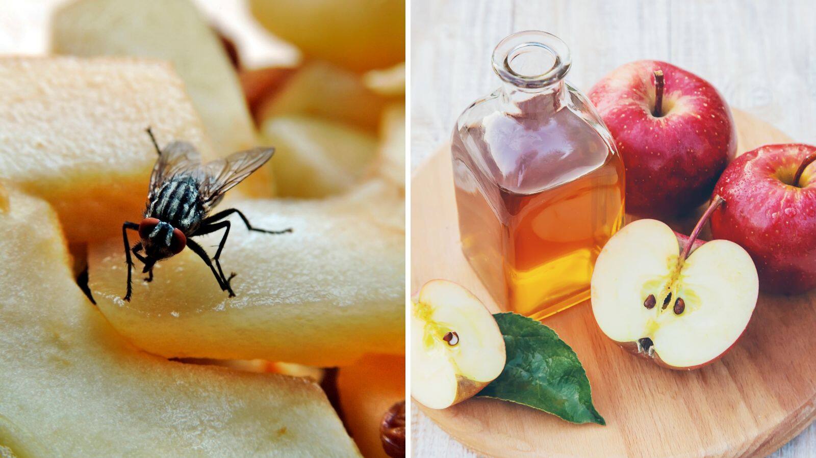 fruit flies
