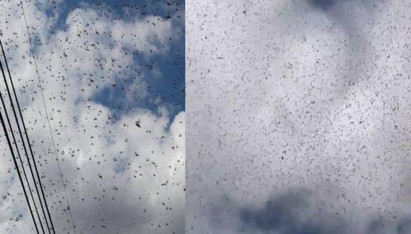 Locusts Invasion in mexico rlp