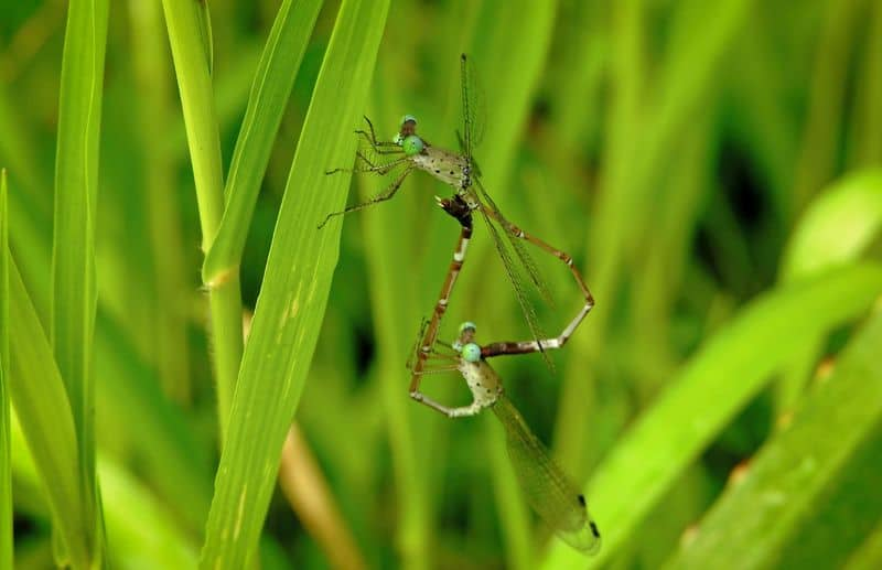 Odonatology Pachakkanan Cherachirakan and their habitat bkg 