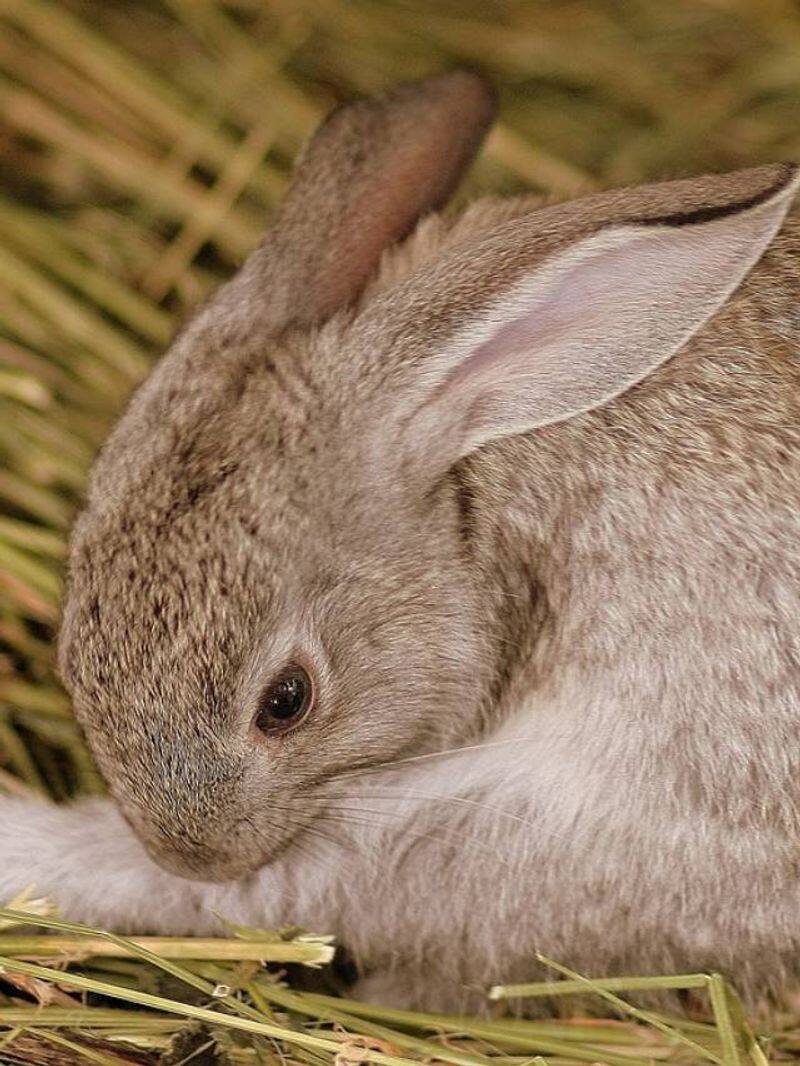 rabbit