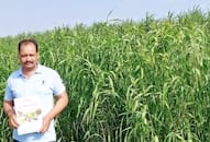 inspirational story of dharmendra tomar of baghpat uttar pradesh farming lemon grass zrua