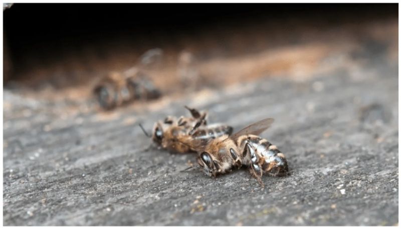 Man accidently swallowed honeybee while drinking water and died due to chokinga afe