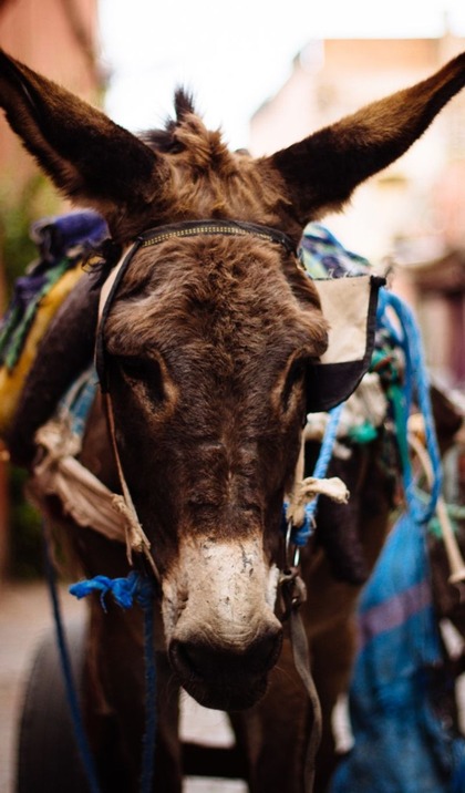 <p>इजराइल की तुलना में हमास की सैन्य शक्ति कम है। उनके पास हथियार और विस्फोटक कम हैं। ऐसे में वह गधा बम भेजकर कम विस्फोटक में धमाका कर रहा है।</p>
