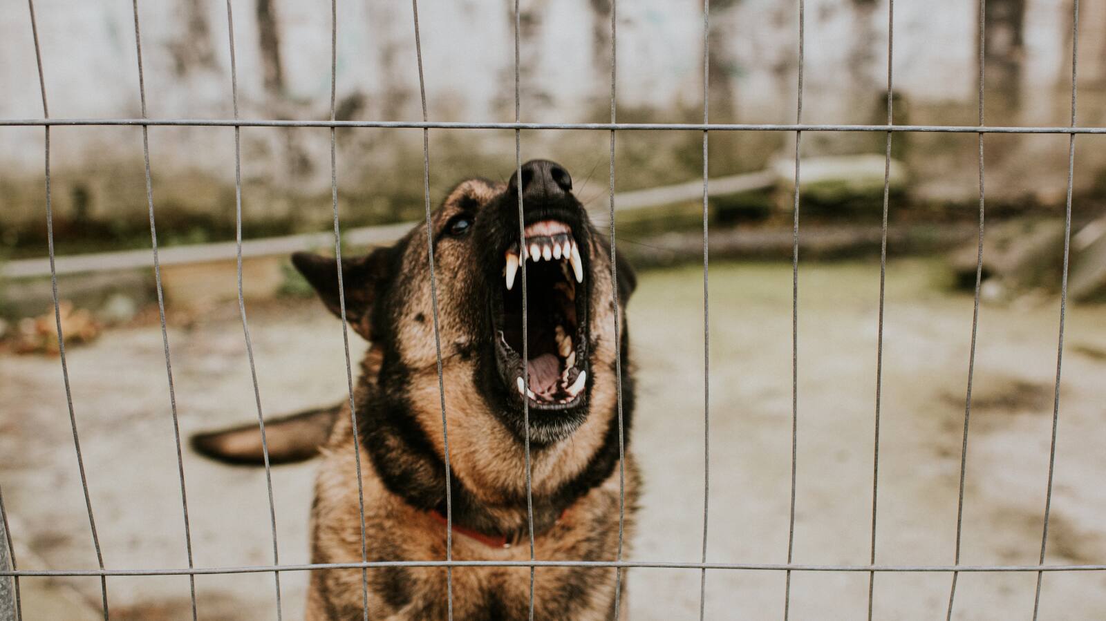 Dog Bite 
