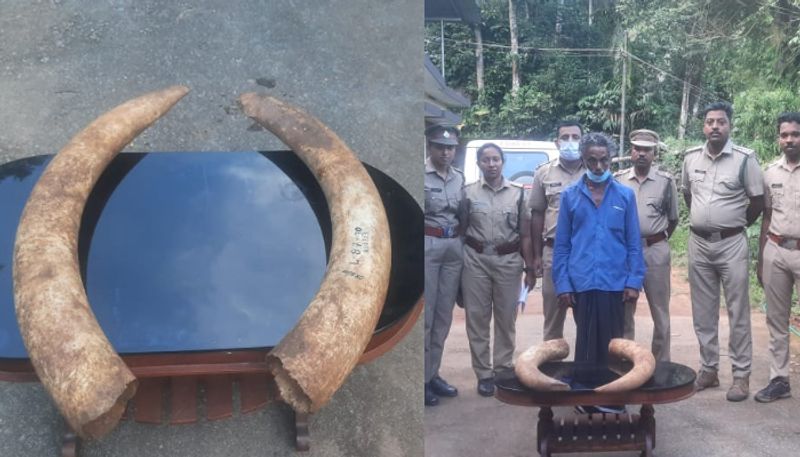 9 kg Ivory tusks seized from in adimaly Kurathikudy one arrested vkv