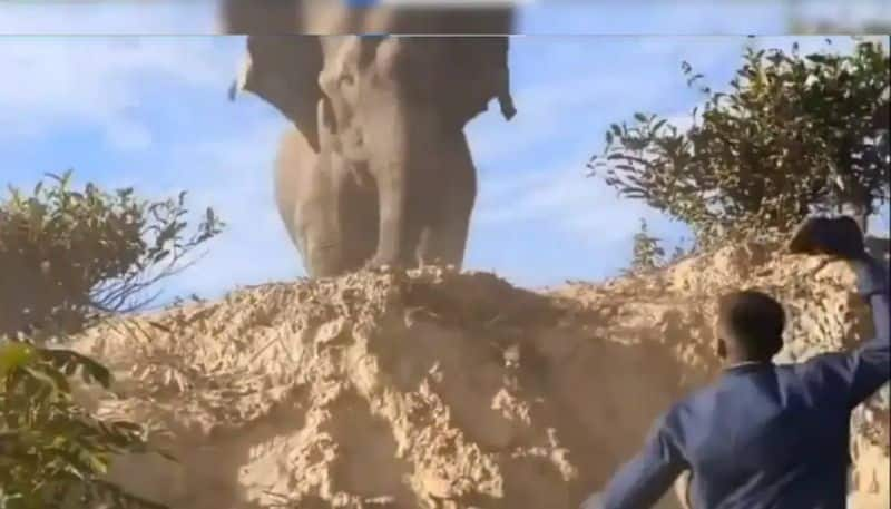 group of men provoking elephant in a video going viral