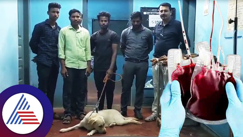 Karnataka first blood donated dog Siri became role model for man sat