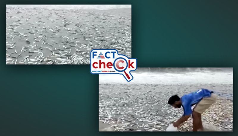 Fish washing ashore at Visakhapatnam during Cyclone Michaung fact check jje