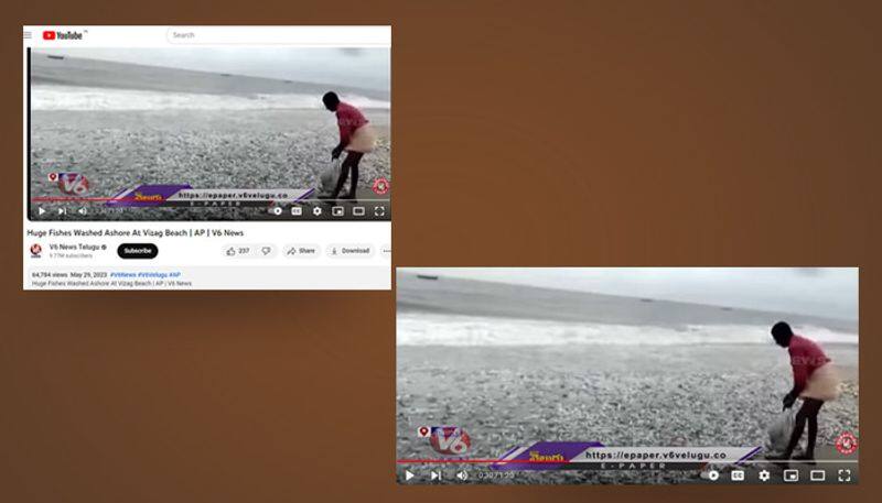 Fish washing ashore at Visakhapatnam during Cyclone Michaung fact check jje