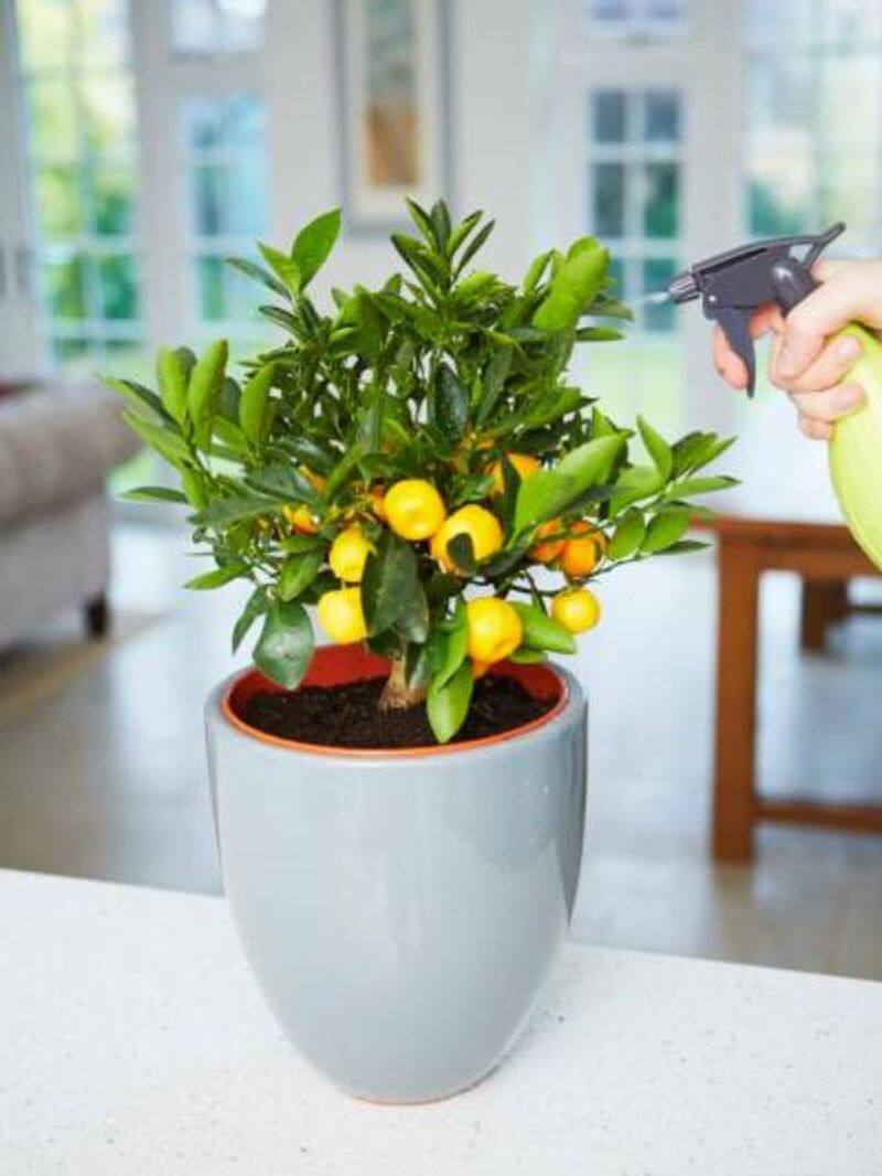 grow these fruit trees indoor rlp