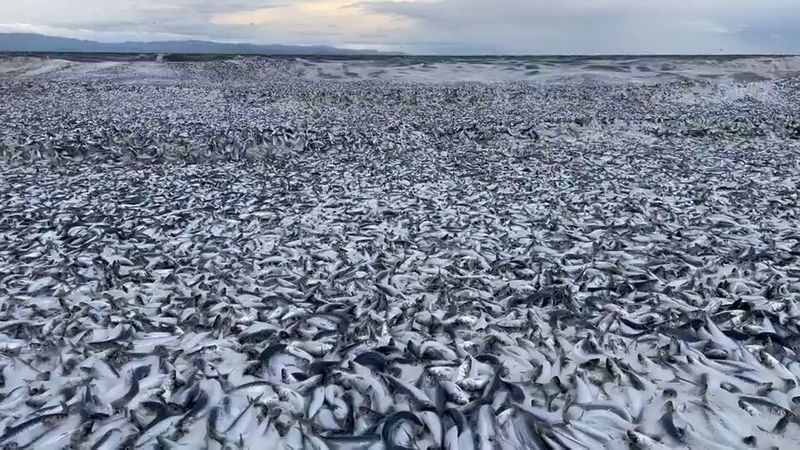 Thousands Of Dead Fish Mysteriously Wash Up On Japan Beach, Officials Stumped sgb