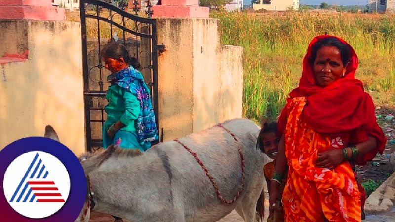 Increased demand for donkey milk in Kalaburagi rav