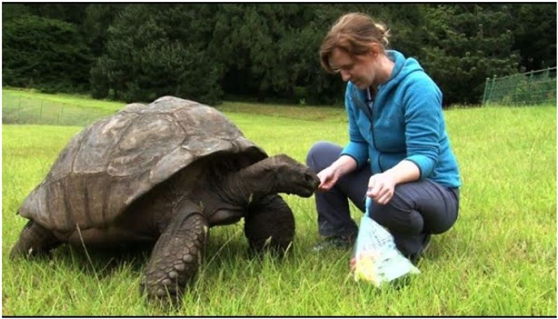 Worlds Oldest Living Land Animal turns 191, enjoying birth day prm 