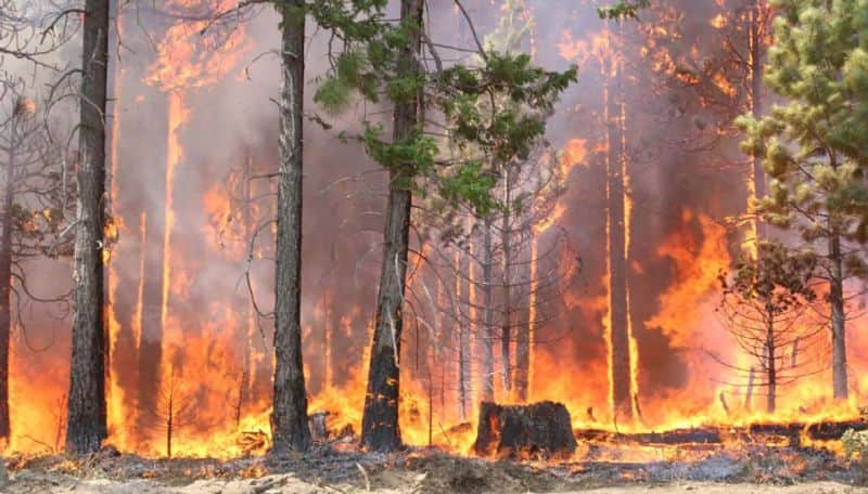 Climate changes increasing the rate of wild fire study reveals shocking factors ans