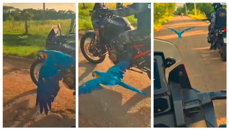 Video of macaw parrot flying with police bikes goes viral bkg