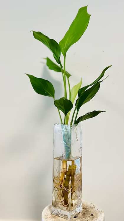 Water Hyacinth