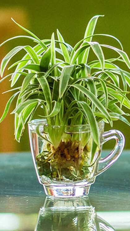 These Houseplants Thrive in Water