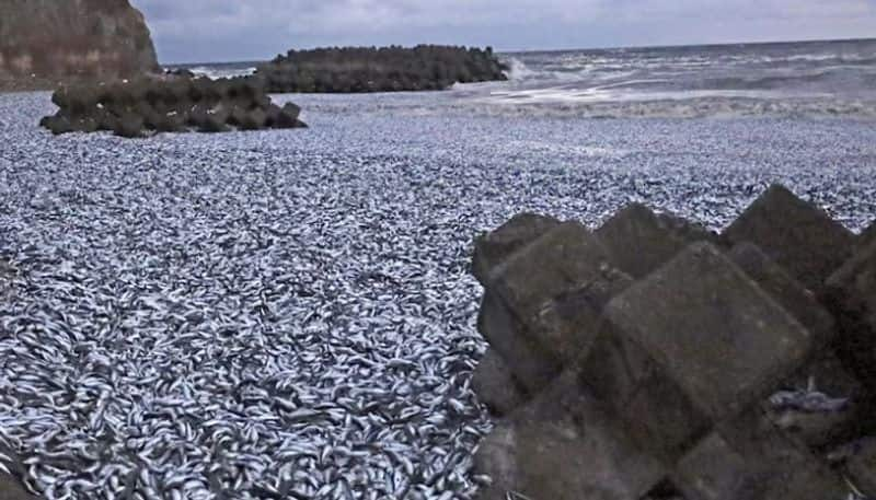 Thousands of tons of dead sardines have washed up on a beach etj