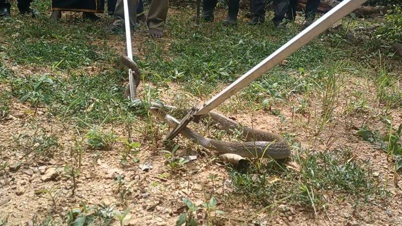 5 feet snake captured by fire and rescue officer in dindigul collector office vel