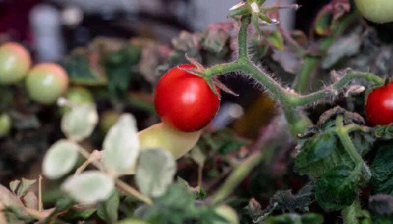 First tomato ever grown in space missing 8 months ago found by NASA astronauts  etj