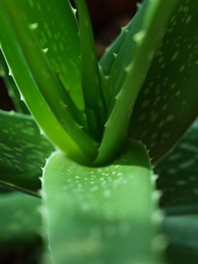 how to grow Aloe vera rlp