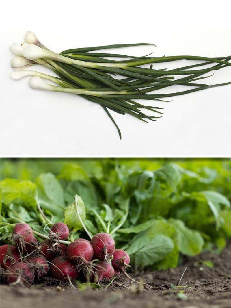 Radish to Scallions: 7 vegetables that can grow in a month ATG