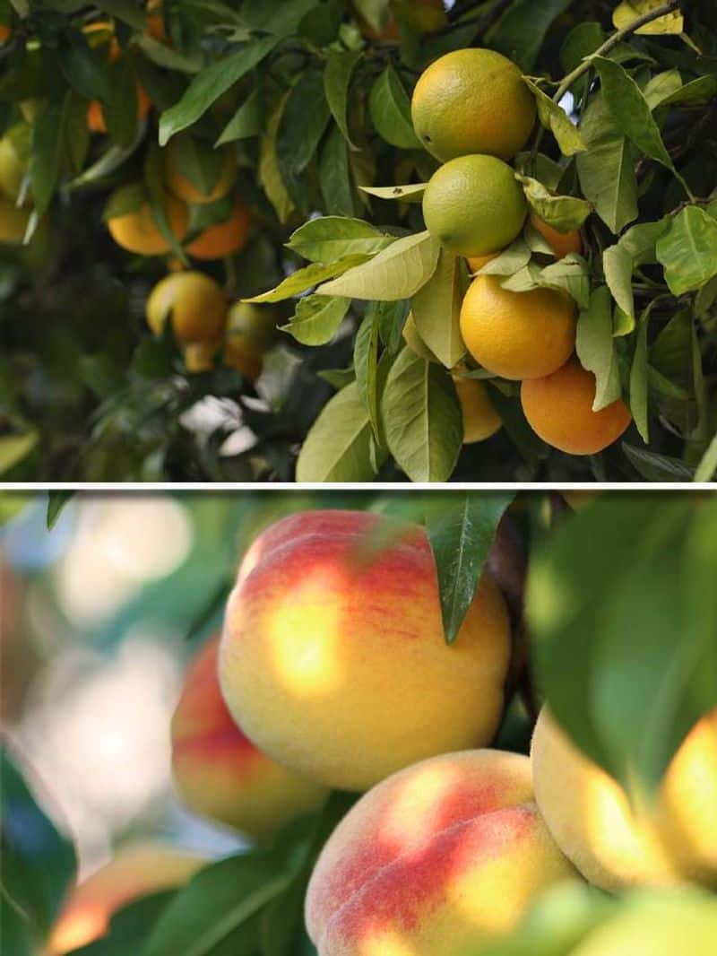 Orange to Peaches: 7 sweet-smelling fruit trees for your garden ATG