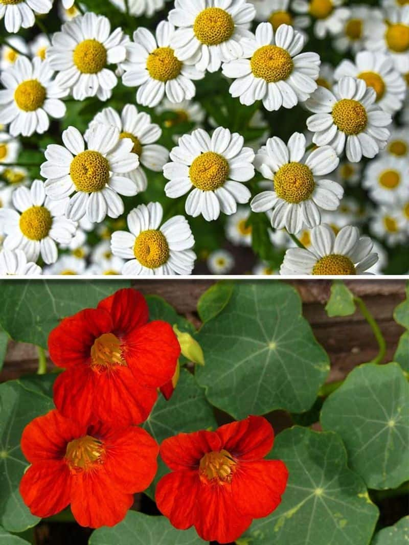 Nasturtium to Chamomile: 7 flowers that are edible ATG EAI