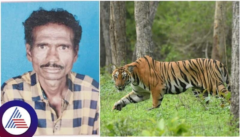 Chamarajanagar Bandipur Forest Tiger Attack on Shepherd and ate their Meat sat