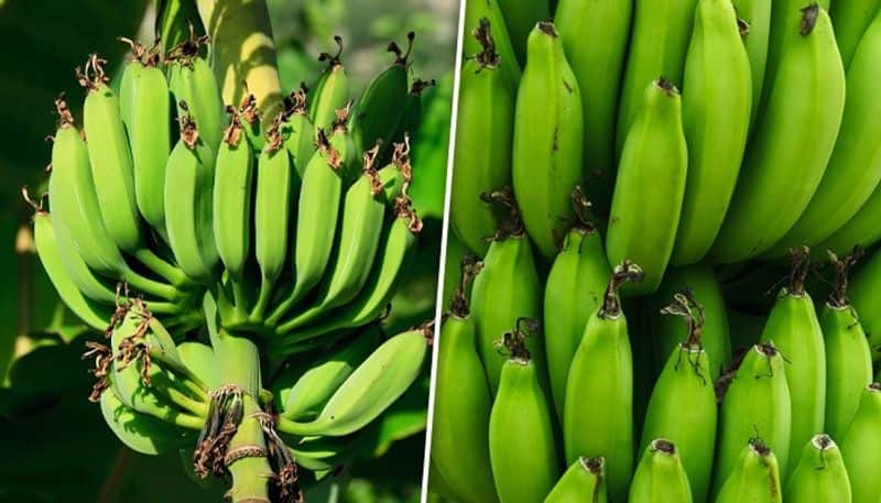 Blood sugar regulation to Weight management: 7 benefits of eating green bananas ATG EAI