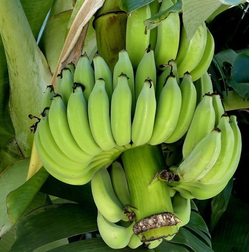 amazing health benefits of eating green banana in tamil mks