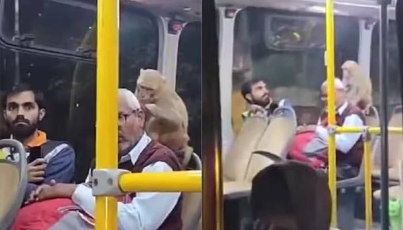 monkey in Lucknow Bus video went viral rlp