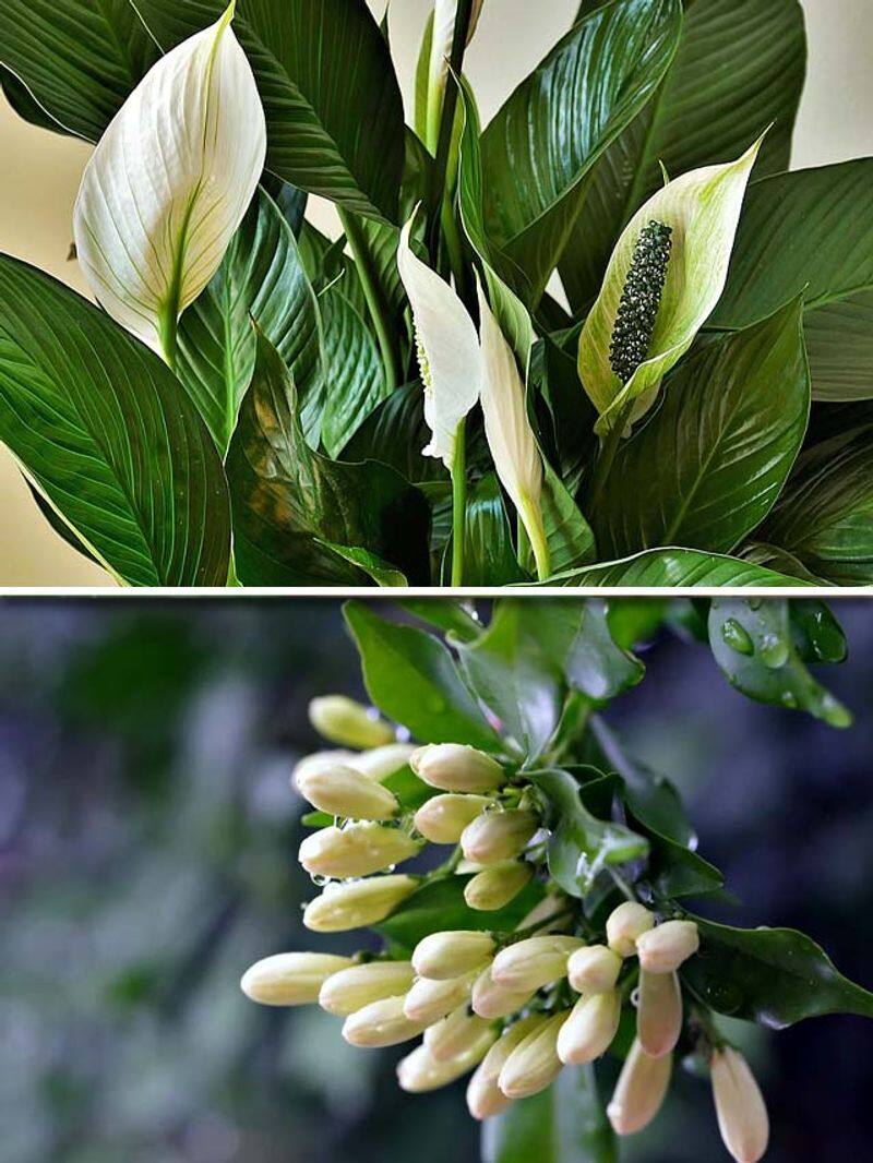 Peace Lily to Jasmine: 7 house-plants that help you sleep well ATG