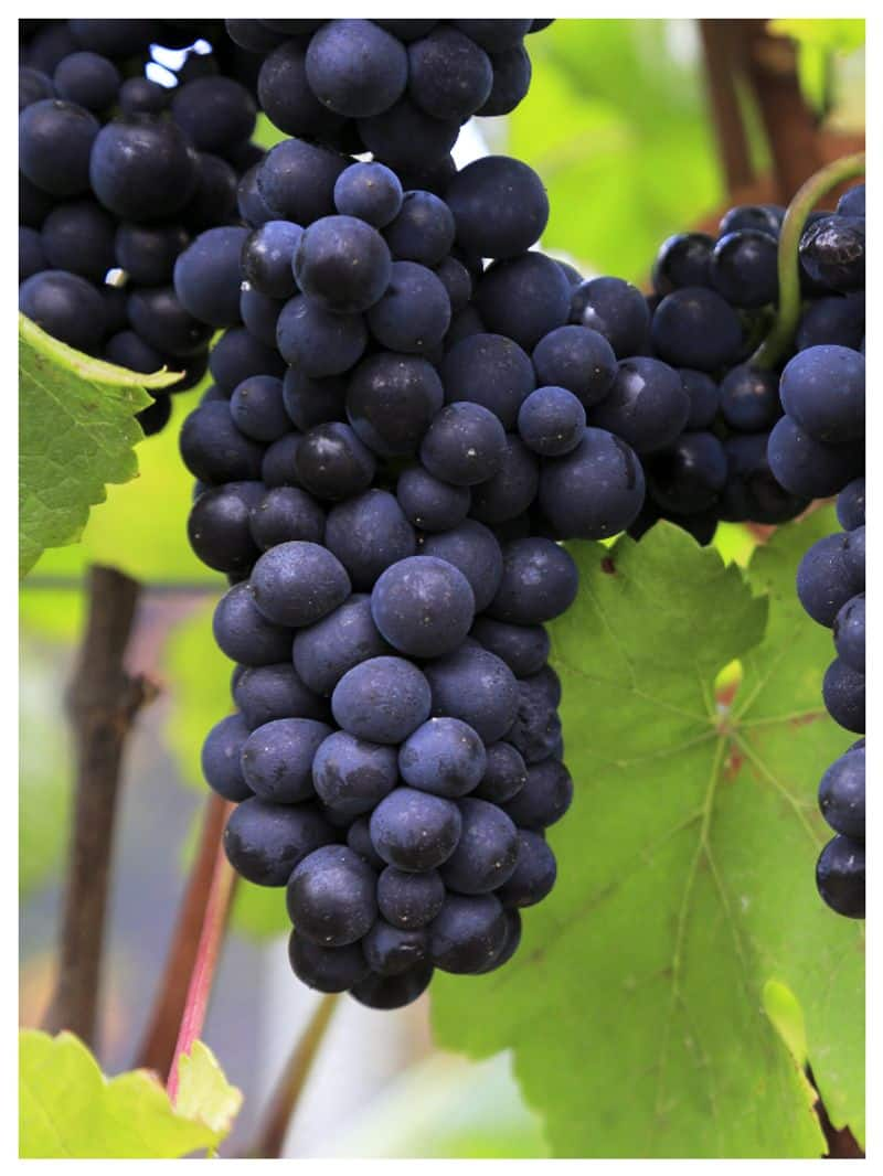 health benefits eating black grapes 